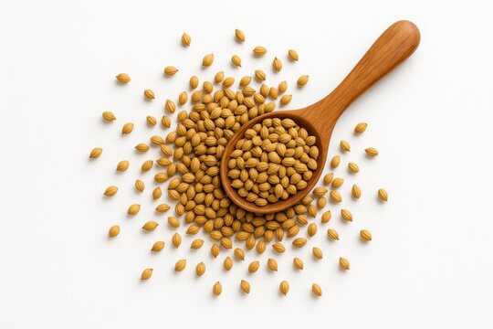 Top view generous pile of coriander seeds spilling from wooden teaspoon forming organic scattered shape on white background