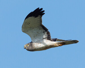 Male Northern Harrier flying over open space in Suisun City, California.