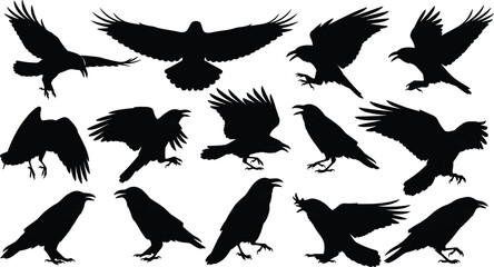“Collection of detailed crow silhouettes in diverse flying and perched poses, showcasing dynamic bird shapes perfect for nature and wildlife vector design projects”