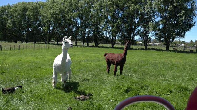 White and brown llamas on meadow as camera moves away