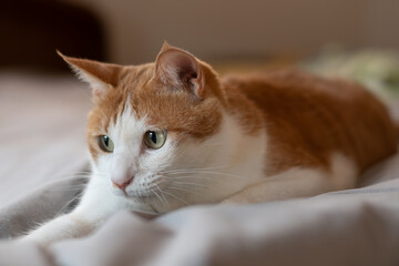 気になって見つめる猫の視線　茶トラ白