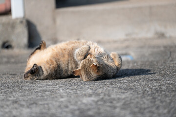 寝ころがってアピールする可愛い野良猫	