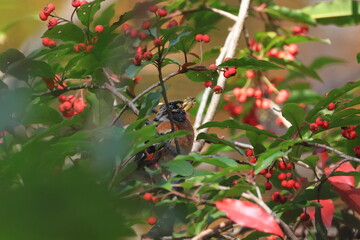 Wild birds likes Stranvaesia fruit very much