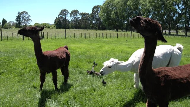 Two brown llamas and one white llama grazing with ears pinned back