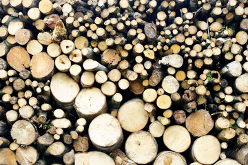 Natural Stack of Cut Logs with Various Tree Ring Patterns and Textures