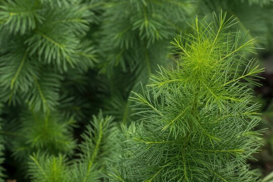 Close-up of feathery green evergreen tree needles with vibrant detail