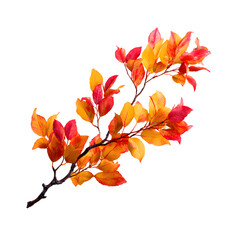 Vibrant Branch with Colorful Autumn Leaves on White Background