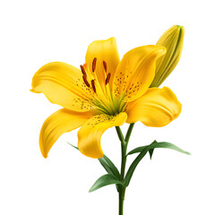 Vibrant Yellow Lily Flower Blooming Isolated on White Background