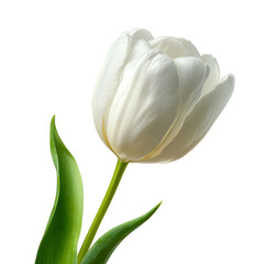 Elegant White Tulip with Green Stem on White Background