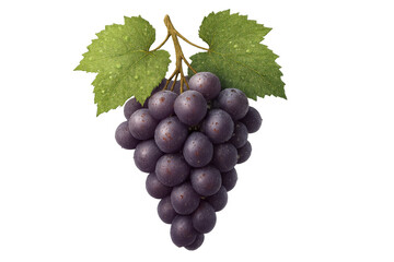 Fototapeta premium Cluster of ripe purple table grapes with green vine leaves and water droplets. Fresh fruit for healthy diet, isolated