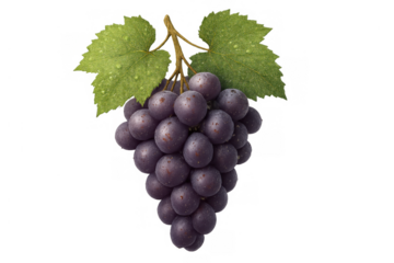 Cluster of ripe purple table grapes with green vine leaves and water droplets. Fresh fruit for healthy diet, isolated