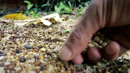 Close-up of Hand Sowing Seeds onto Soil and Pebbles, Planting in a Garden or Farm Field