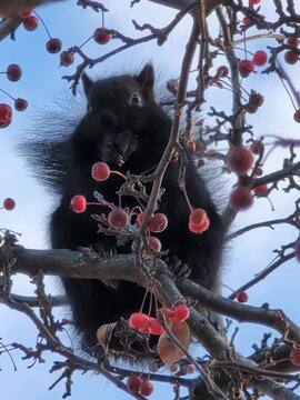 Black squirrel with luxurious shiny fur sits on a tree and eats paradise apples against a blue sky. Wildlife in the city, North America, Canada on a tree