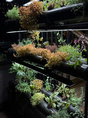 Various Aromatic Herbs Growing in Home Hydroponic System. Chef's Garden, Urban Future Oasis...