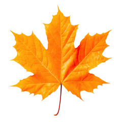 Obraz premium Bright Orange Maple Leaf Isolated on White Background for Fall