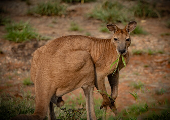 Huge male kangaroo in Broome