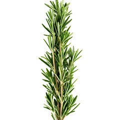 Fototapeta premium Sprig of fresh rosemary isolated on white background transparent png