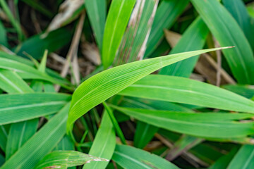 Obraz premium Mauʻumae Ridge Trail (Puʻu Lanipō), Oahu, Hawaii. Koʻolau Range, shield volcano. Setaria palmifolia is a species of grass. palmgrass, highland pitpit, hailans pitpit, short pitpit, knotroot.