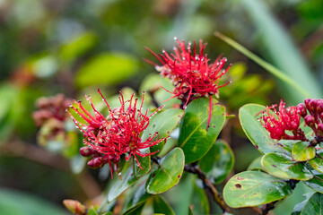 Metrosideros polymorpha, the ʻōhiʻa lehua, is a species of flowering evergreen tree in the myrtle family, Myrtaceae. Mauʻumae Ridge Trail (Puʻu Lanipō), Oahu, Hawaii. Koʻolau Range, shield volcano.