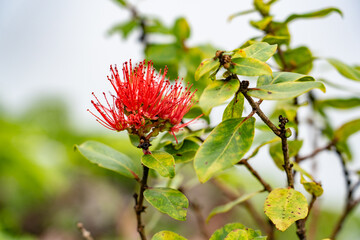 Metrosideros polymorpha, the ʻōhiʻa lehua, is a species of flowering evergreen tree in the myrtle family, Myrtaceae. Mauʻumae Ridge Trail (Puʻu Lanipō), Oahu, Hawaii. Koʻolau Range, shield volcano.