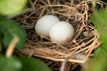 Two white bird eggs in a nest on a tree