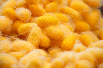 Silkworms, butterfly silk, commercially bred silkworms are being spun to produce silk fiber.