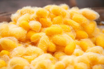 Silkworms, butterfly silk, commercially bred silkworms are being spun to produce silk fiber.