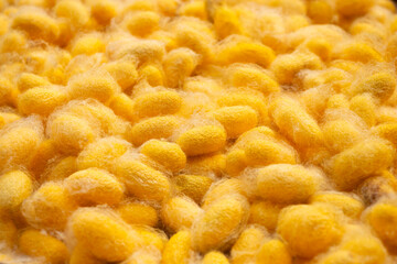 Golden cocoon, commercially bred silkworm