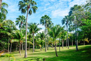 Fototapeta premium Lush green palm trees in a tropical landscape