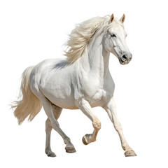 Obraz premium Majestic Horse Isolated on White Background for Creative Design Projects