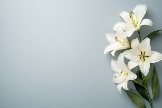 White Easter lily flowers with green leaves creating a floral border on a light gray background, providing ample copy space