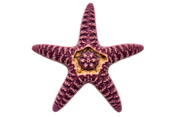 Purple starfish with rough texture isolated on transparent background