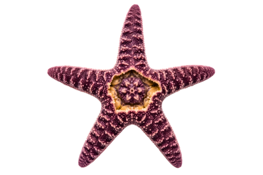 Purple starfish with rough texture isolated on transparent background