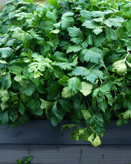 Celery plant growing in garden bed