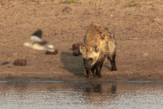 A spotted hyena investigates a shallow water area
