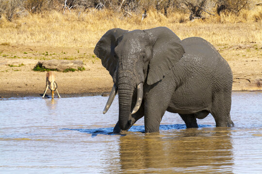 An elephant splashes in the evening light as a springbok grazes nearby
