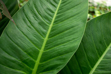 The beauty of green leaves in nature