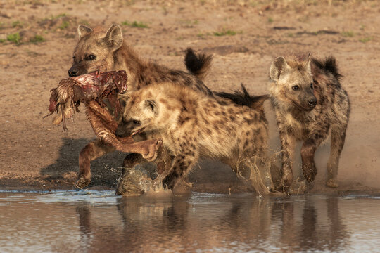 Three hyenas display teamwork as they share a fresh kill at dusk
