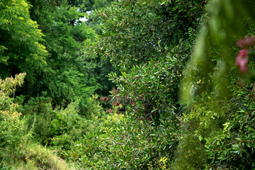 Fototapeta premium Plants and trees in nature, fresh, natural