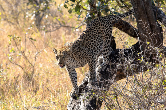 A leopard moves skillfully along a branch under sunlight in nature
