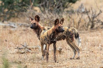 Two African wild dogs stand alert in golden grass
