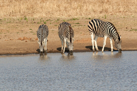 Three zebras are drinking from a serene waterhole
