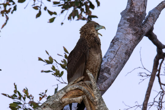 Tawny eagle sits on a branch calling out in the early morning light
