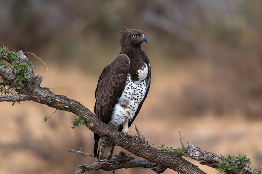 Martial Eagle prepares to soar above the savannah at dusk
