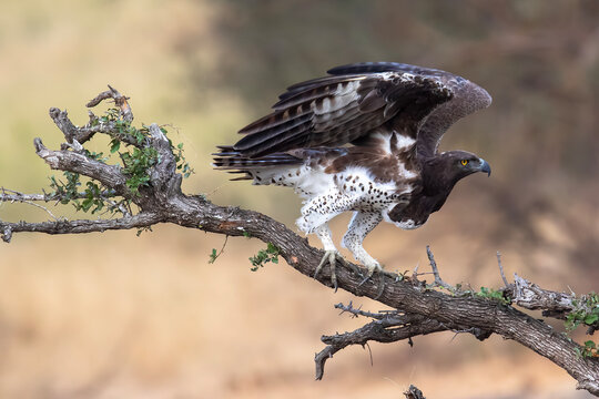 A Martial Eagle perched on a branch surveys its surroundings
