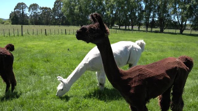 Brown and white llamas grazing on a sunny meadow