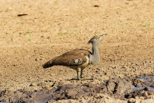 Kori bustard stands proudly in the dry earth under clear skies
