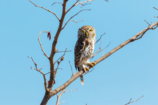 Pearl-spotted owlet perches on a branch under a blue sky