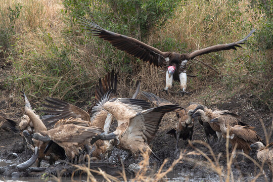 Vultures gather around a carcass near a waterhole at sunrise