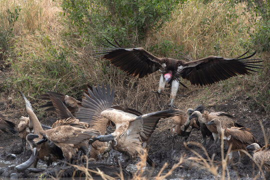 Vultures gather around a carcass near a waterhole at sunrise